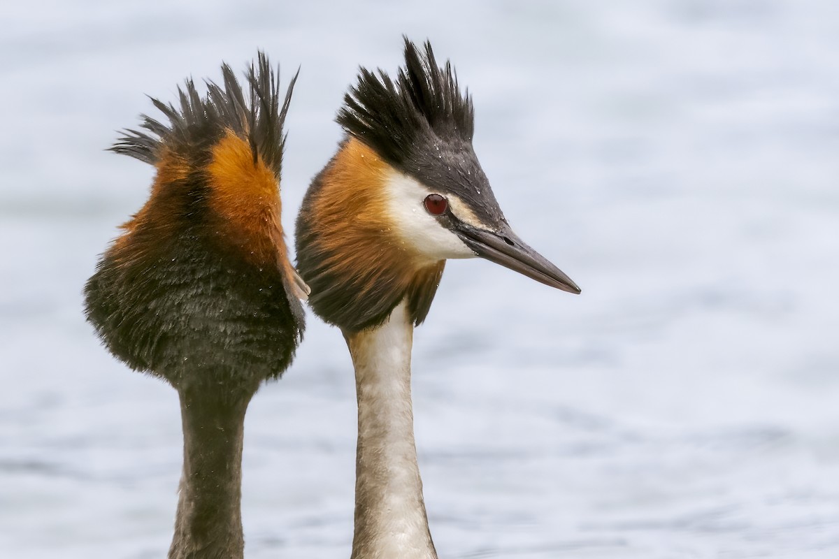 Great Crested Grebe - Shifaan Thowfeequ