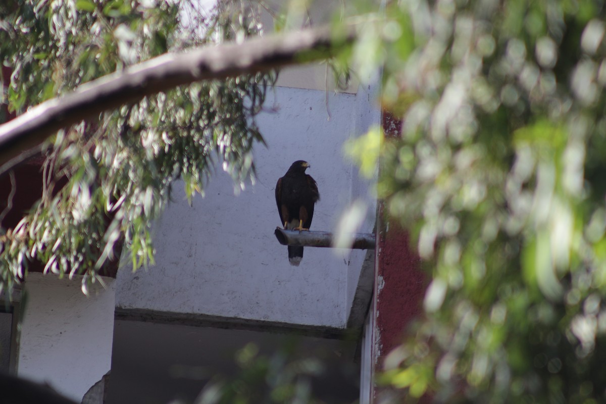 Harris's Hawk - ML615719518