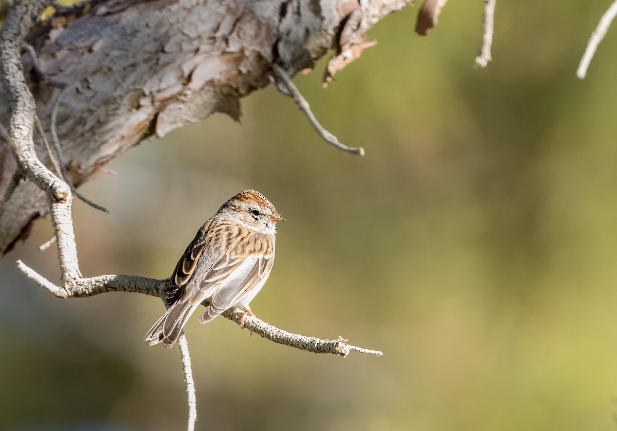 Chipping Sparrow - Daniel Ward