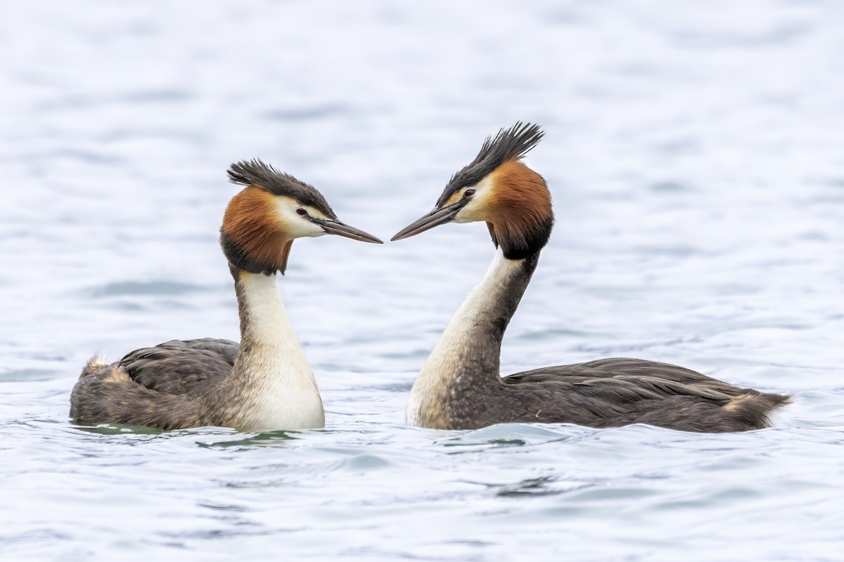 Great Crested Grebe - Shifaan Thowfeequ