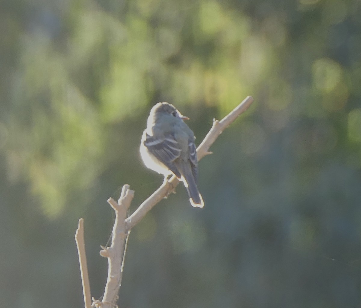 Western Flycatcher - ML615719547