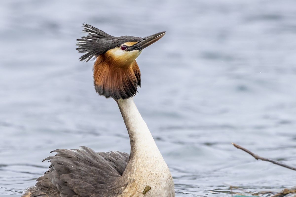 Great Crested Grebe - ML615719548