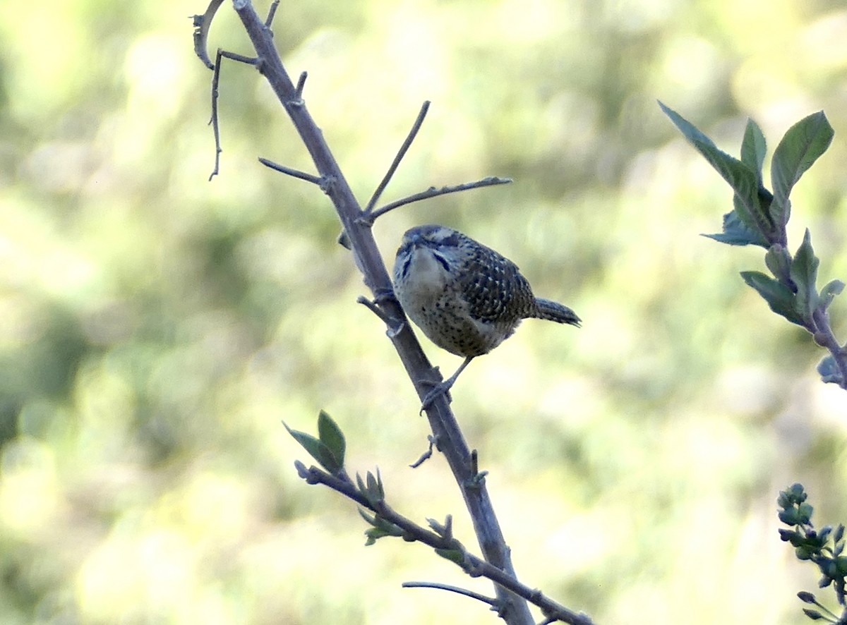 Spotted Wren - ML615719565