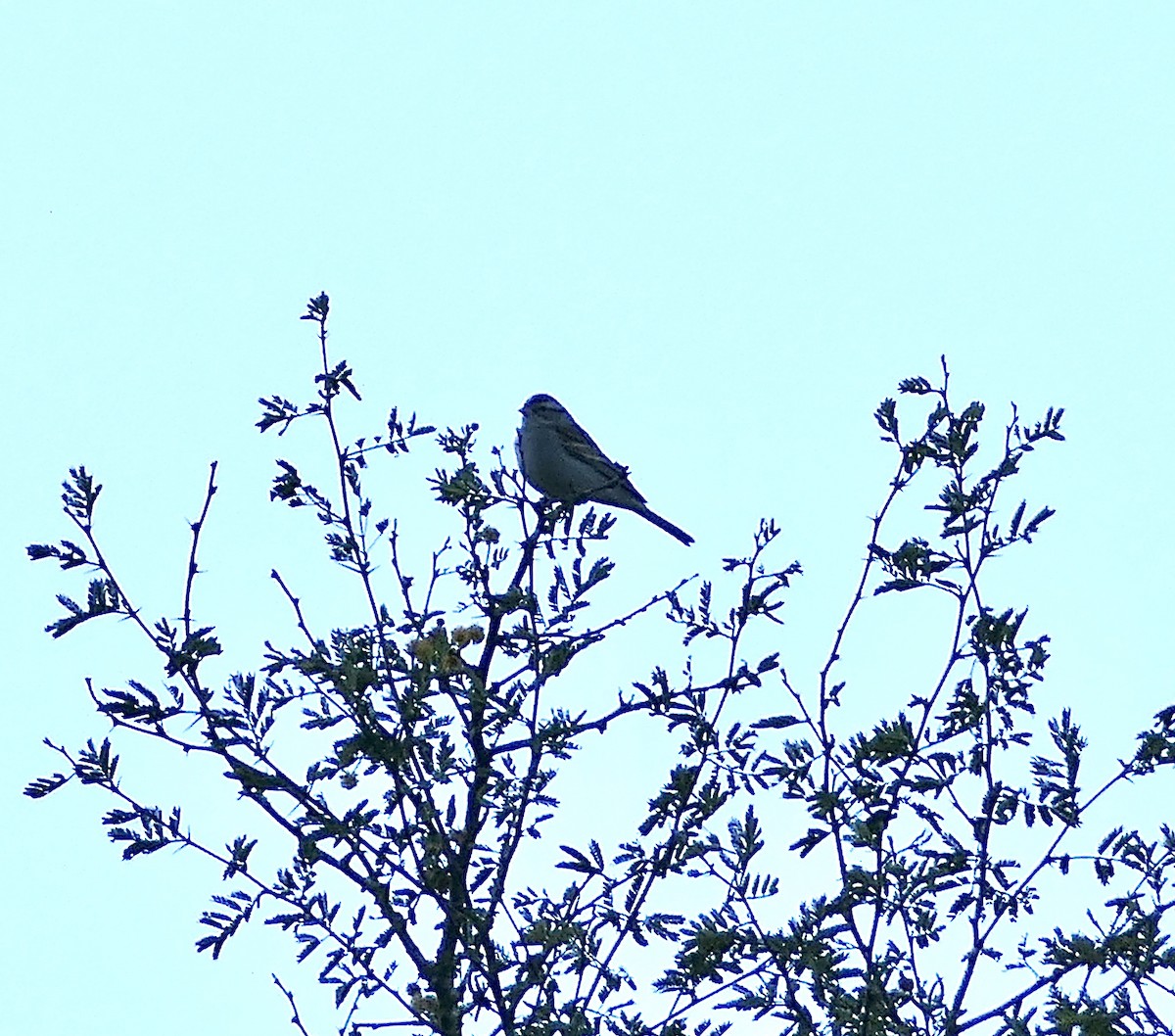 Chipping Sparrow - ML615719578