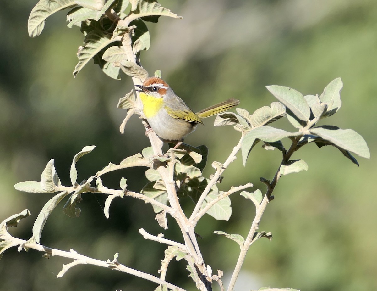 Rufous-capped Warbler - Sheila Skay