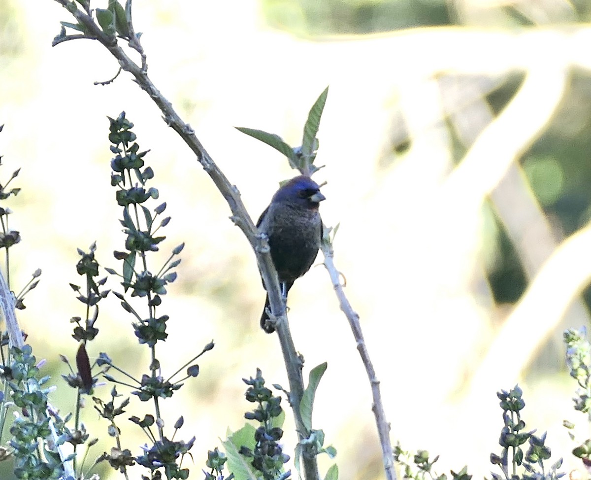 Passerin varié - ML615719612