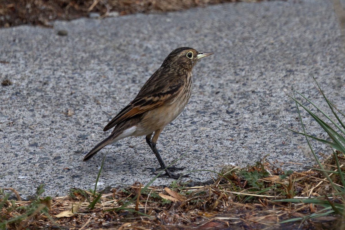 Spectacled Tyrant - Dave Howes