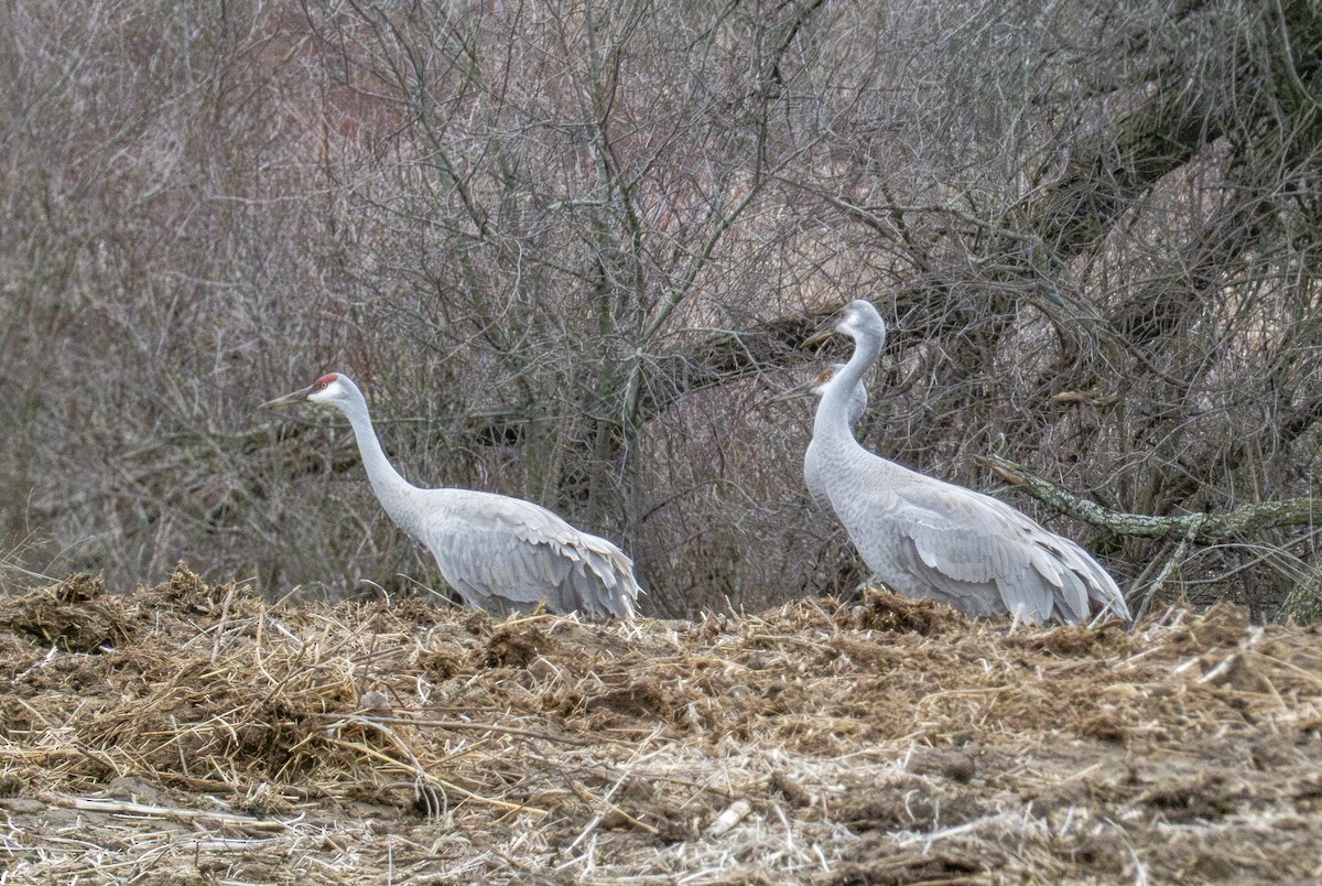 Sandhill Crane - ML615719648