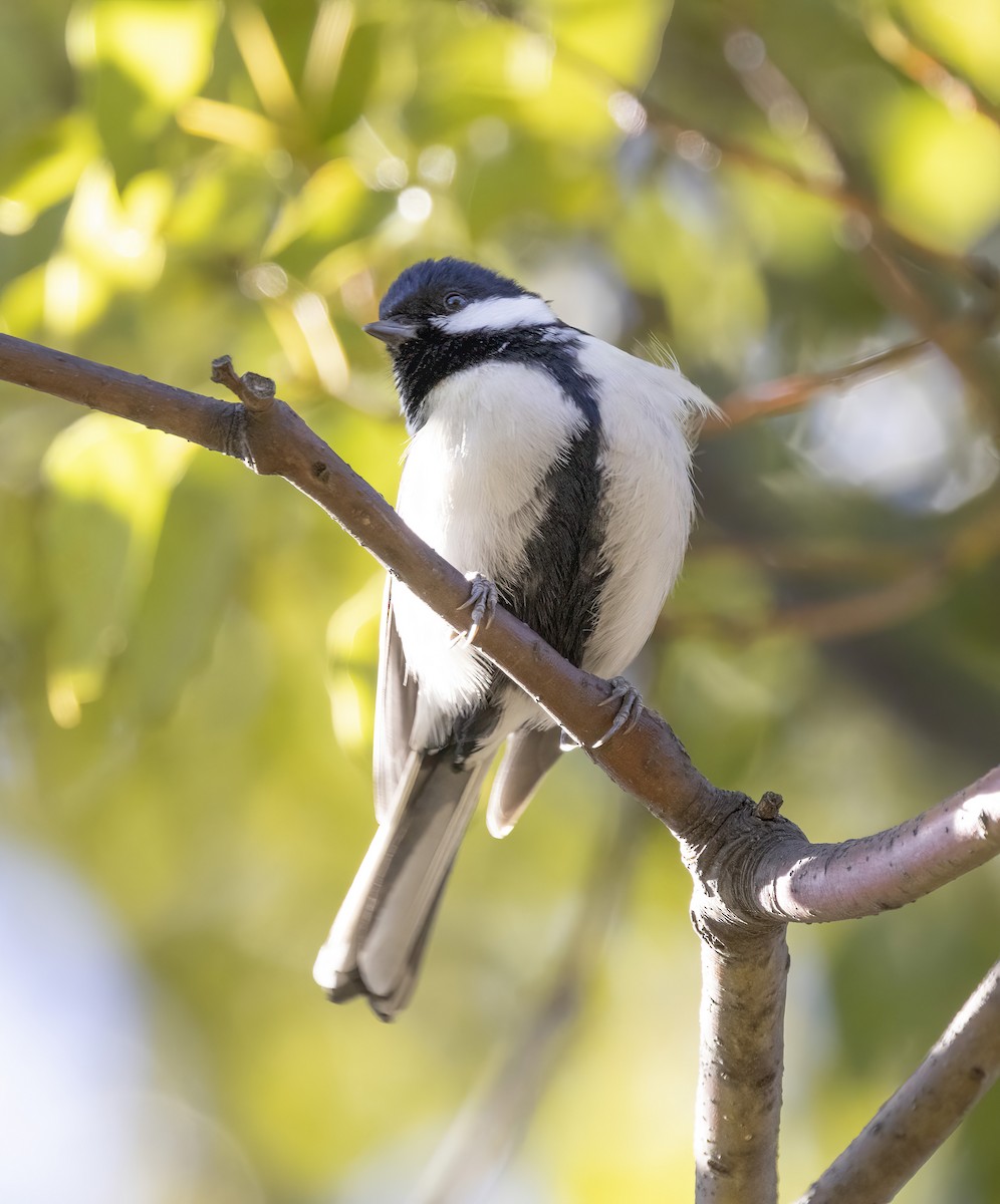 Japanese Tit - ML615719677