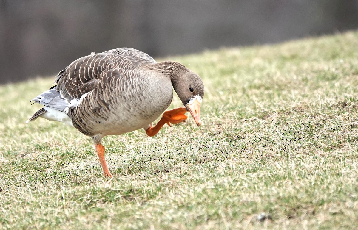 Greater White-fronted Goose - ML615719708