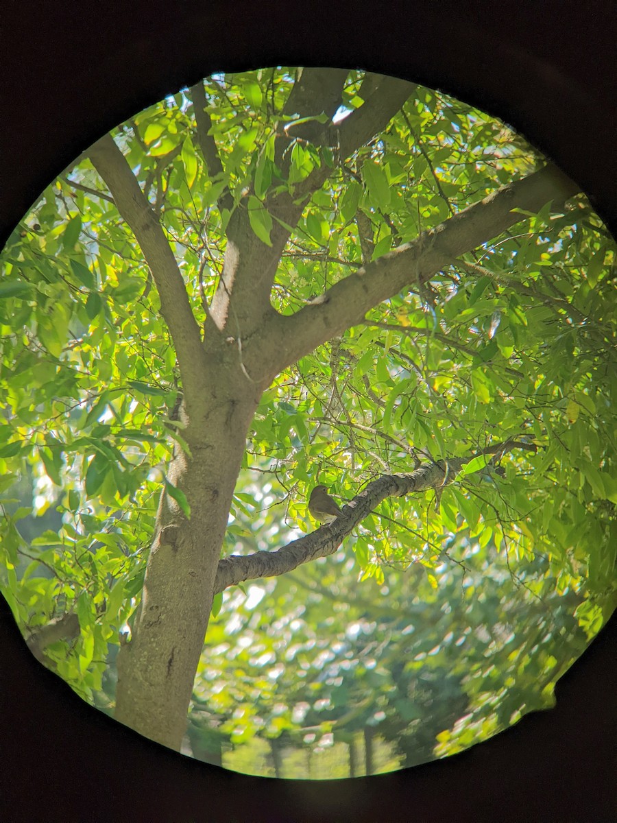 Hermit Thrush - ML615719763