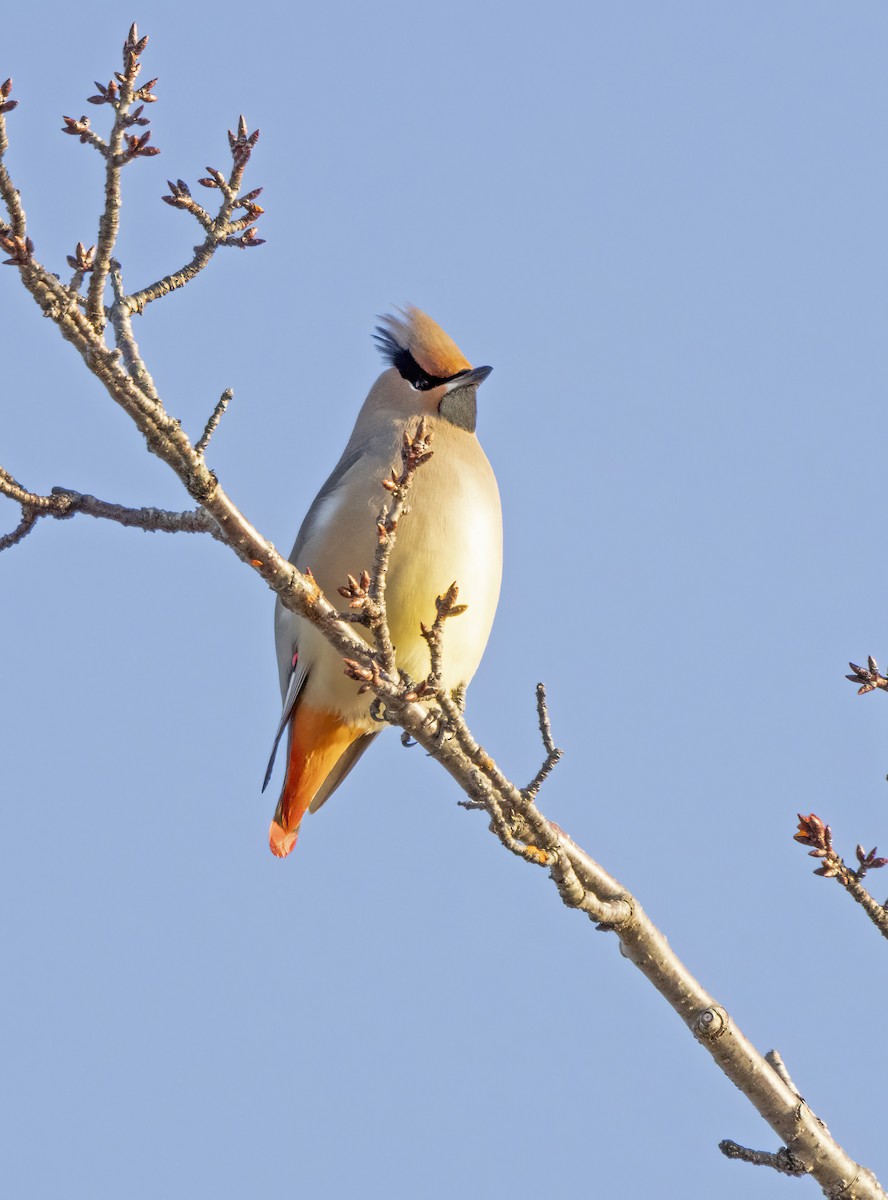Japanese Waxwing - ML615719790