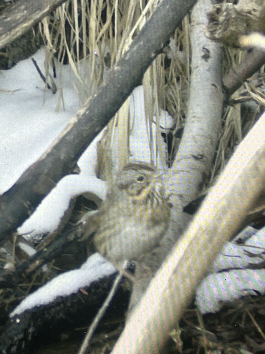 Lincoln's Sparrow - ML615719824