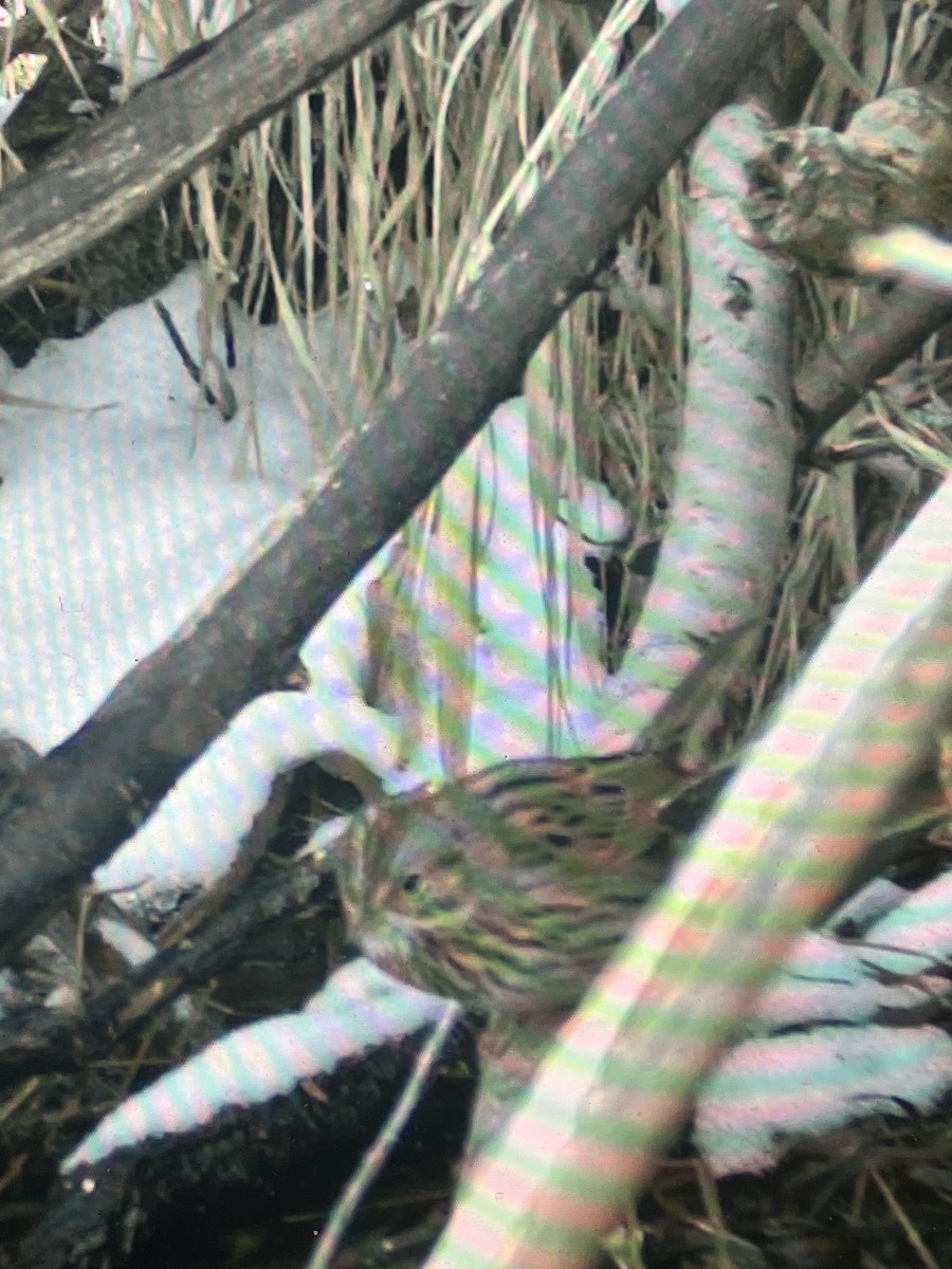 Lincoln's Sparrow - ML615719825