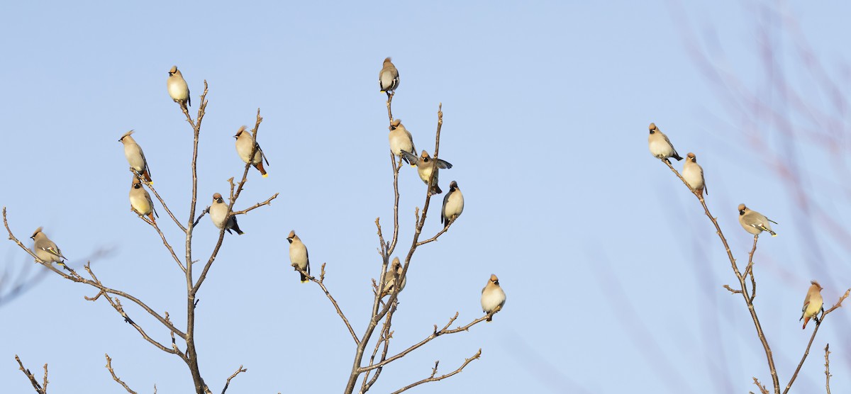 Bohemian Waxwing - Peter Candido