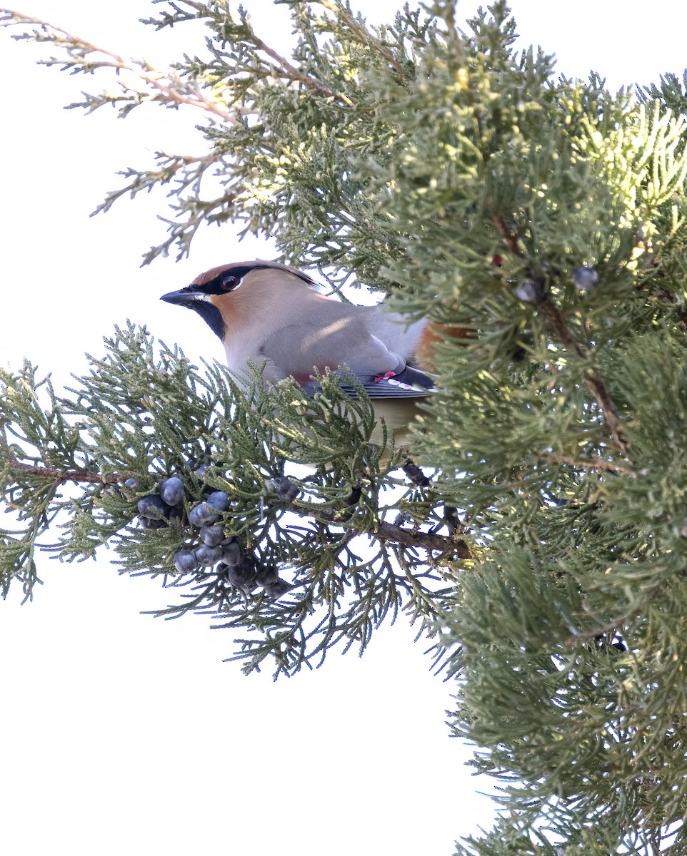 Japanese Waxwing - Peter Candido