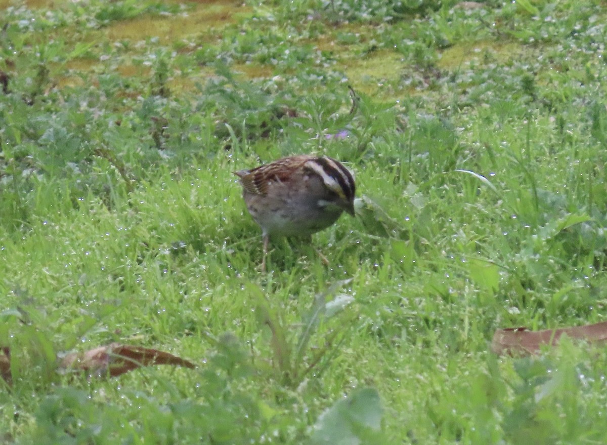 White-throated Sparrow - Jan Gaffney