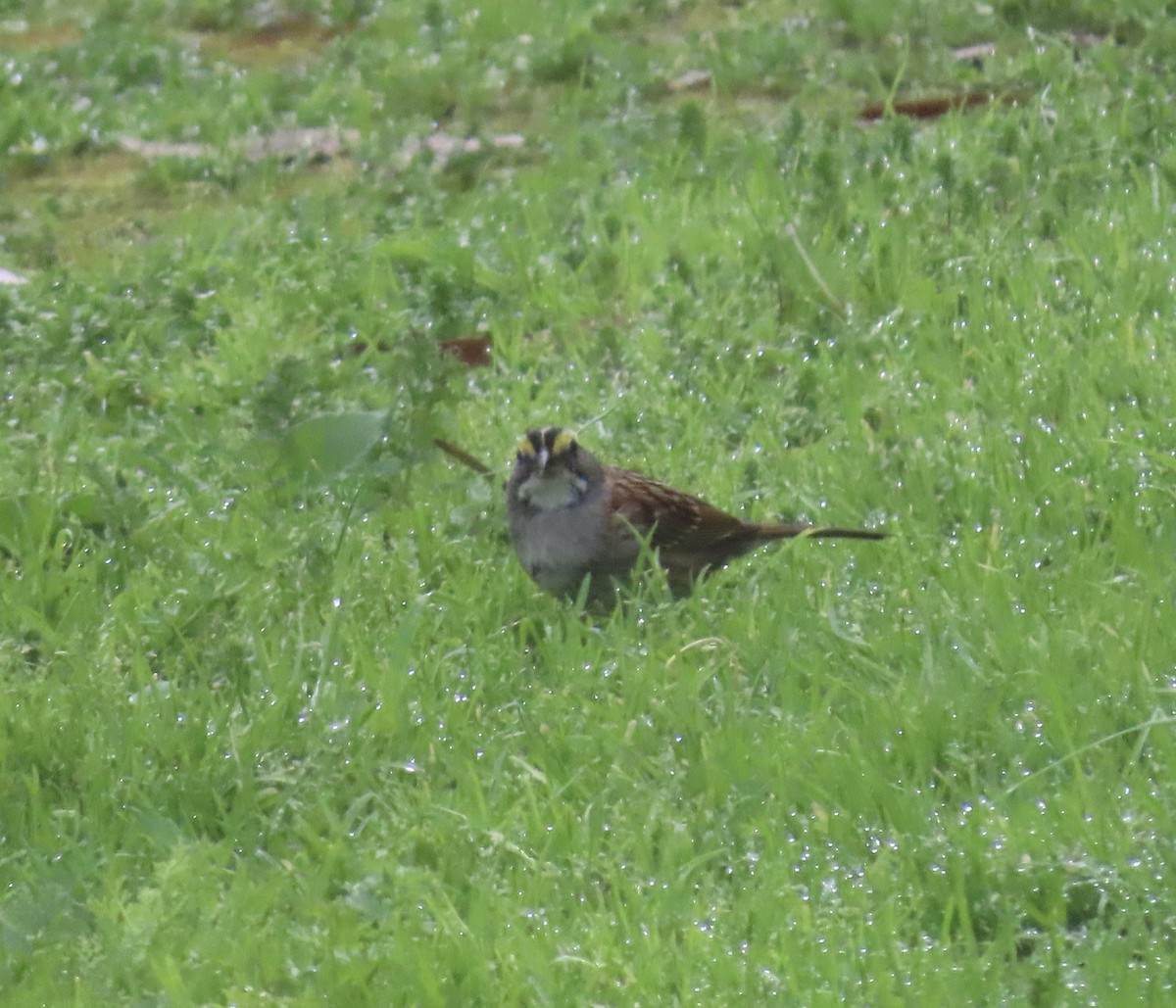 White-throated Sparrow - ML615719987