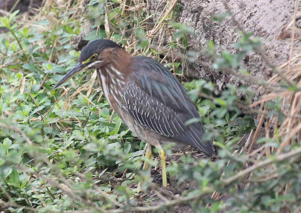 Green Heron - ML615720004