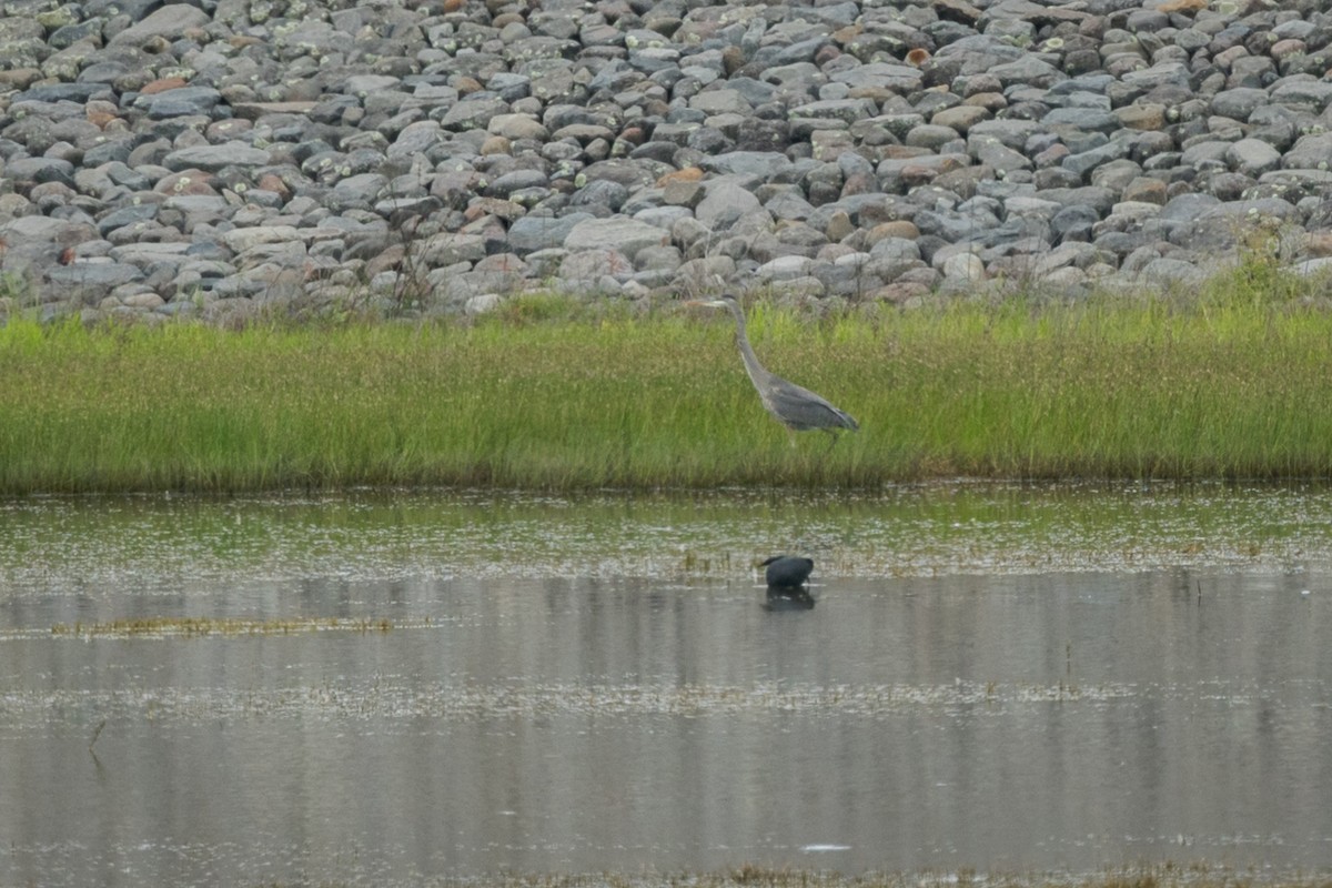 Cocoi Heron - Dianne Kovach