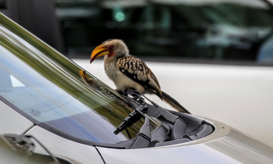 Southern Yellow-billed Hornbill - ML615720046