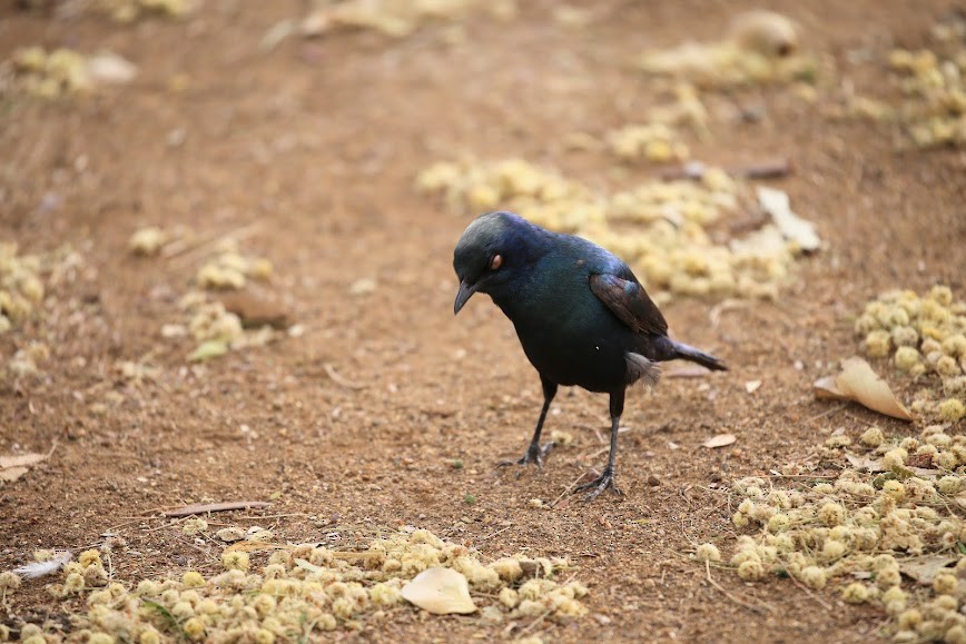 Cape Starling - ML615720060