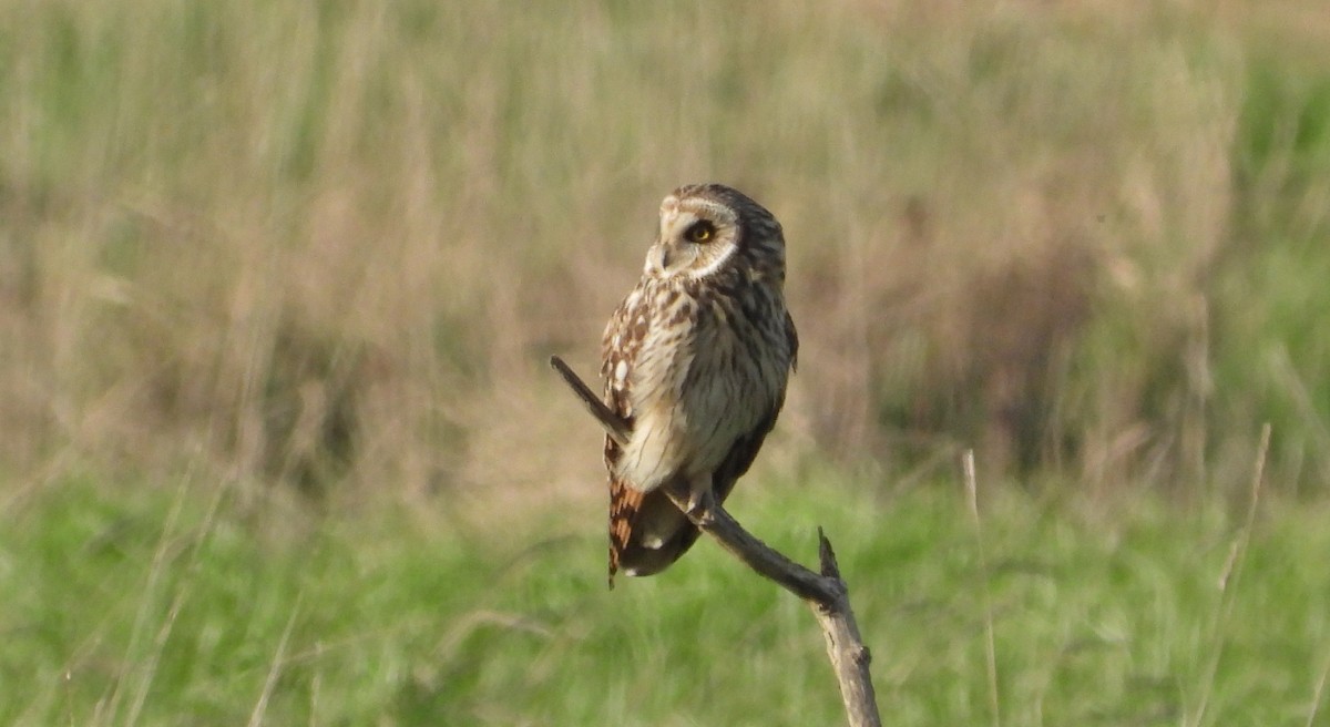 Short-eared Owl - Paul Bowerman