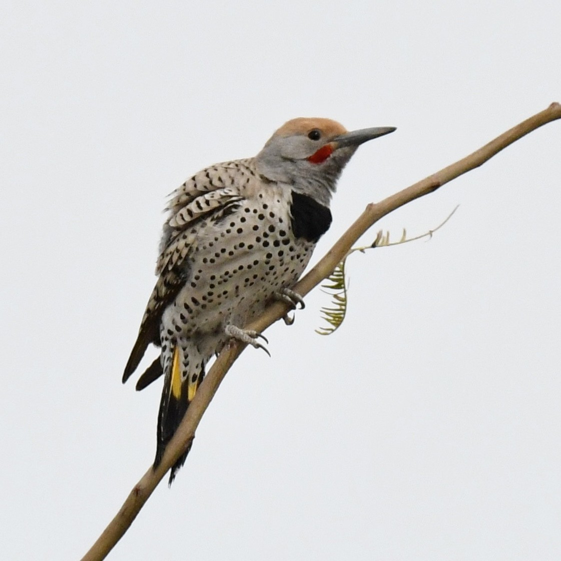 Gilded Flicker - ML615720120