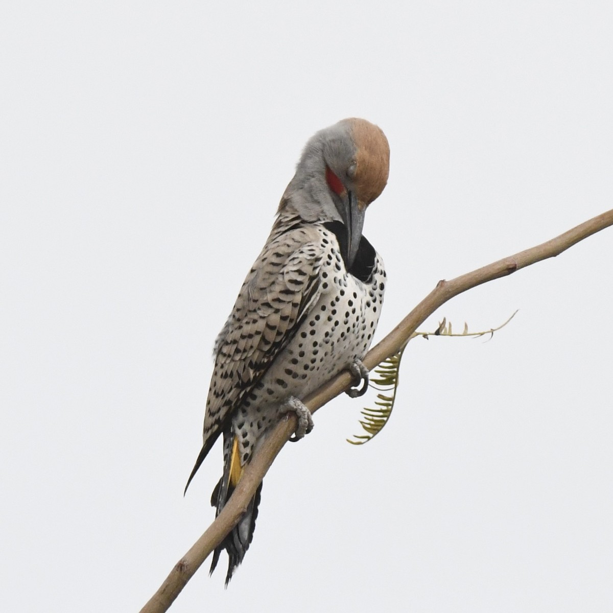 Gilded Flicker - ML615720121