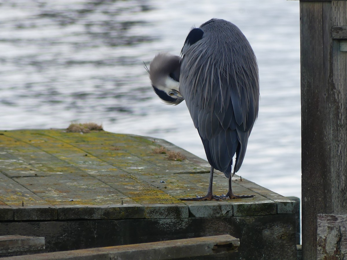 Great Blue Heron - ML615720143