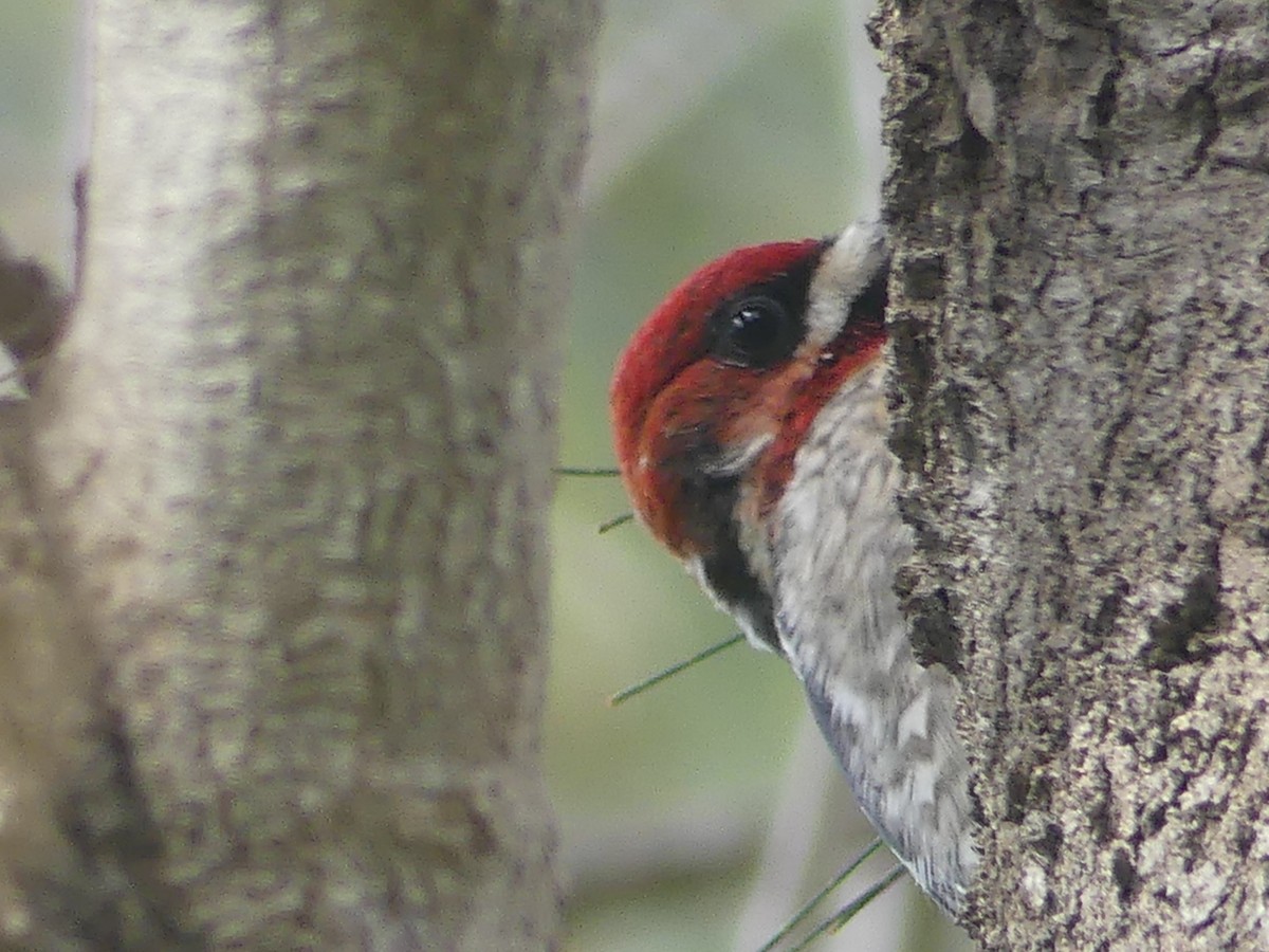 Red-breasted Sapsucker - ML615720151