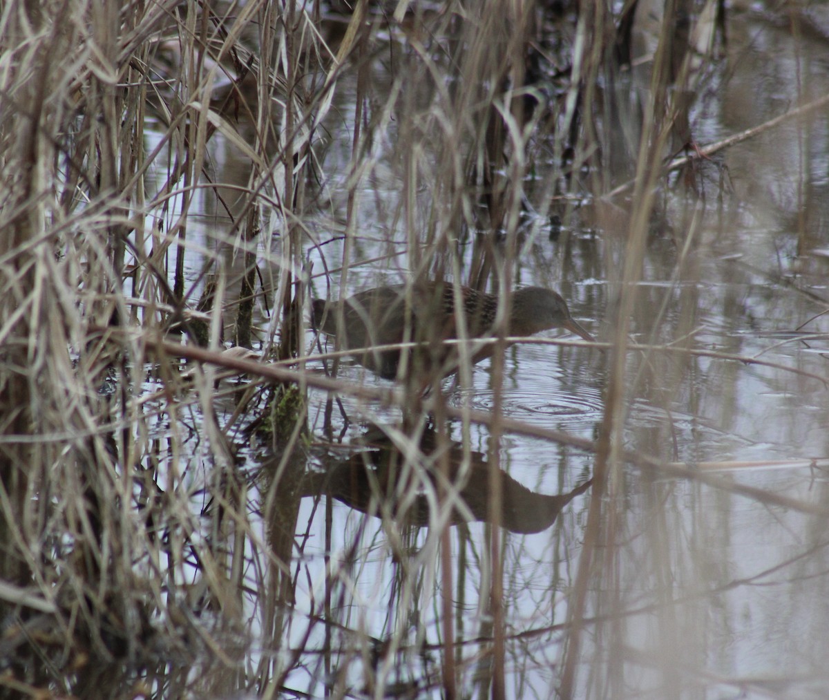 Virginia Rail - ML615720155