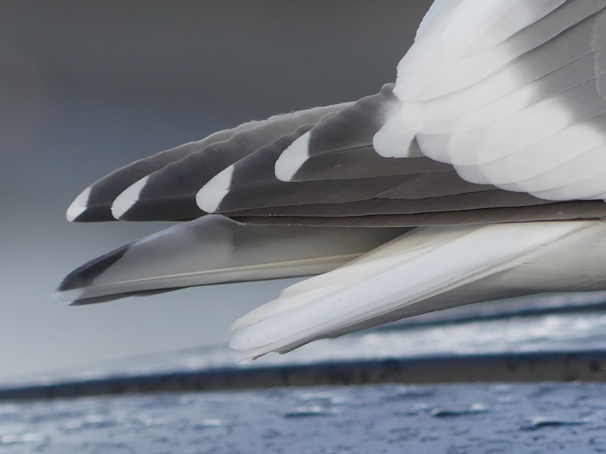 Western x Glaucous-winged Gull (hybrid) - ML615720174