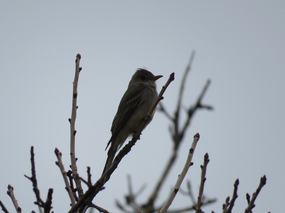 Greater Pewee - ML615720182