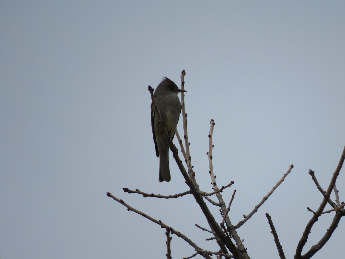 Greater Pewee - ML615720183