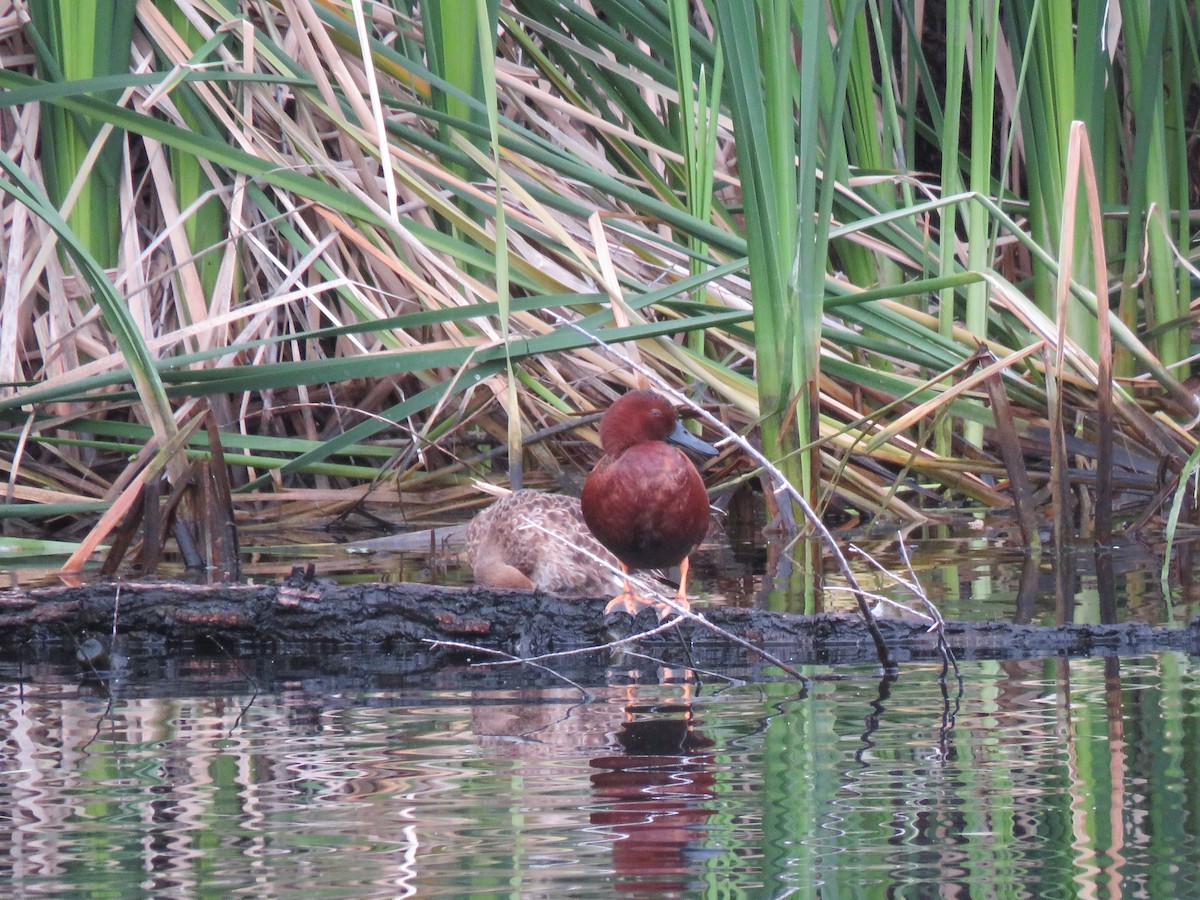 Cinnamon Teal - ML615720201