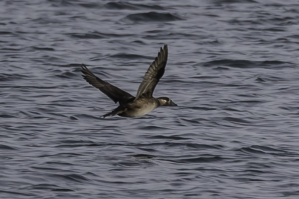 Surf Scoter - ML615720217