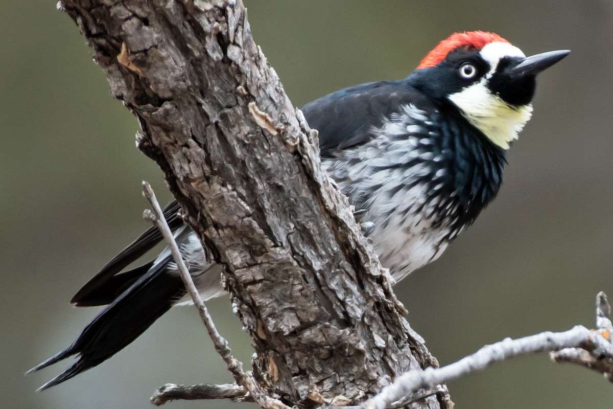 Acorn Woodpecker - ML615720238