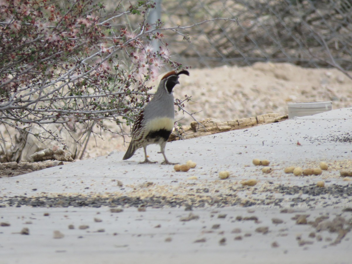 Gambel's Quail - ML615720262