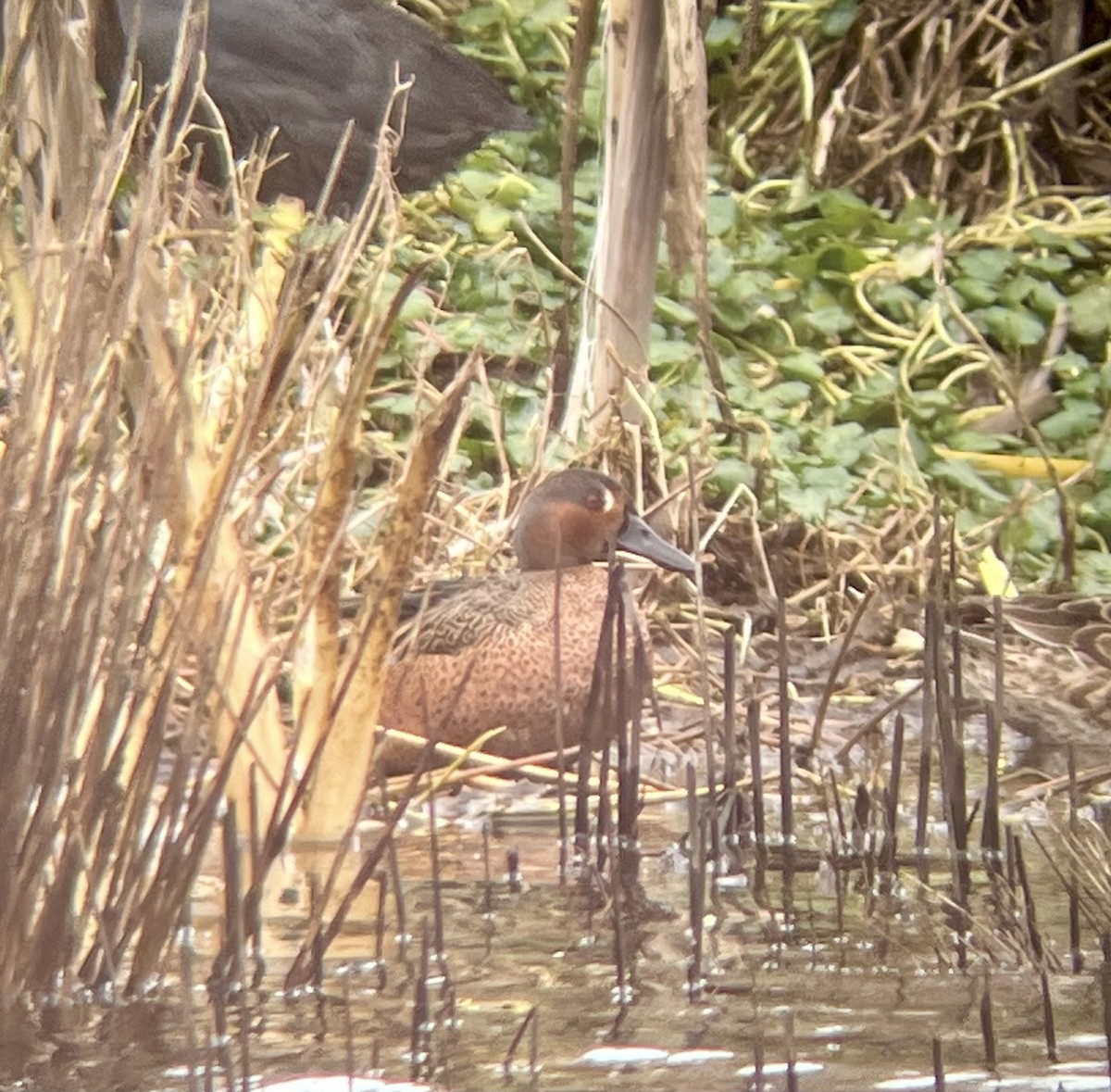 Blue-winged x Cinnamon Teal (hybrid) - ML615720269