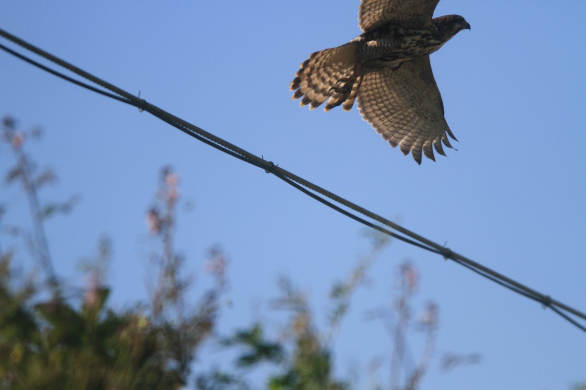 Common Black Hawk - Grace Taylor