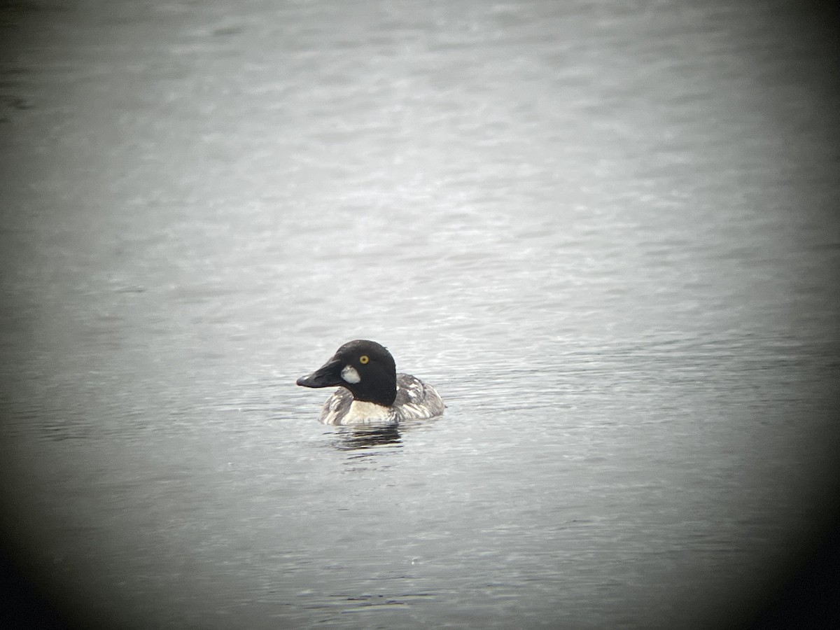 Common Goldeneye - ML615720278