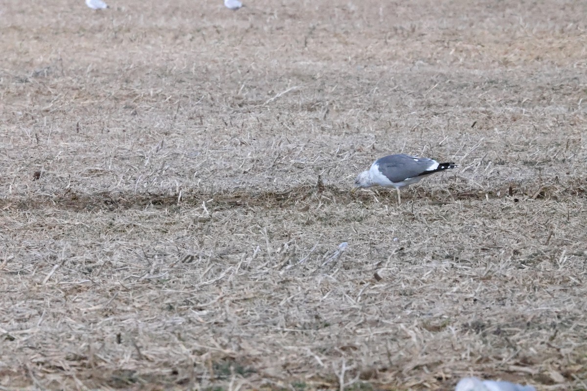 Lesser Black-backed Gull - ML615720315