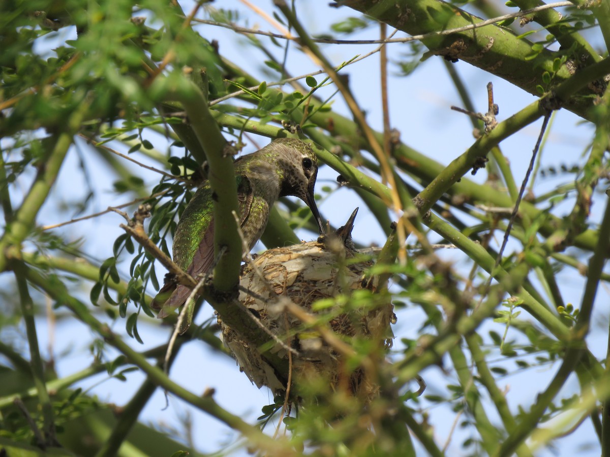 Anna's Hummingbird - ML615720352