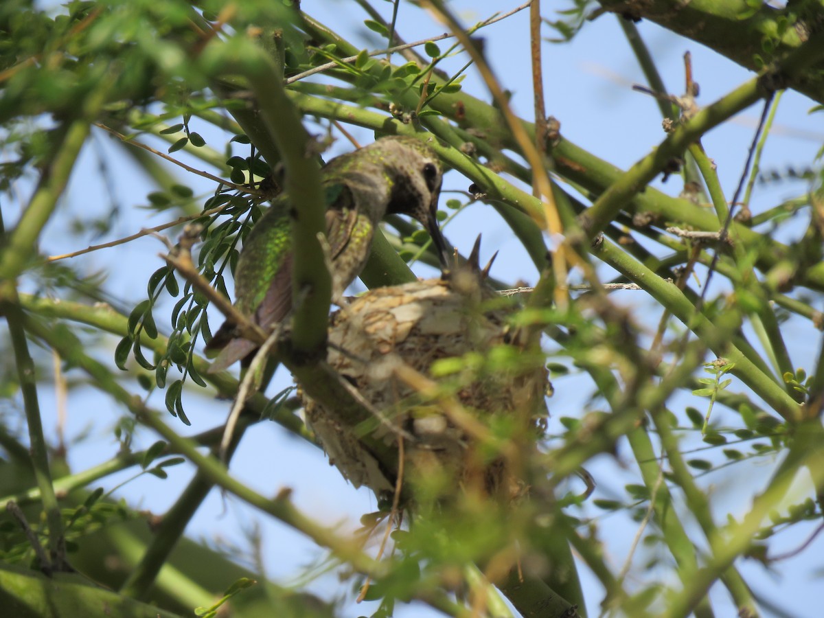 Anna's Hummingbird - ML615720354