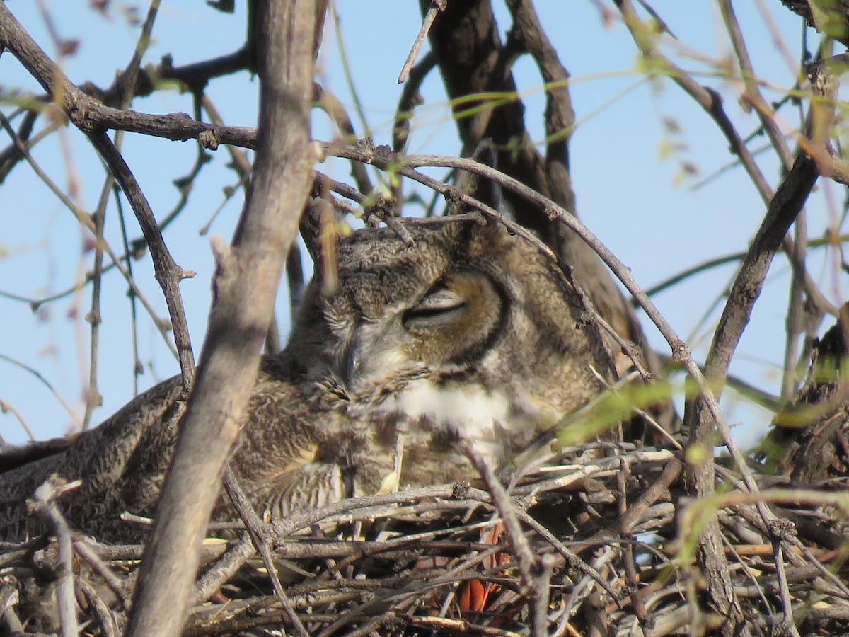 Great Horned Owl - ML615720361