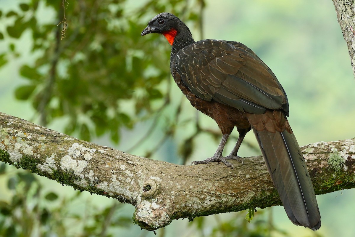 Dusky-legged Guan - ML615720375