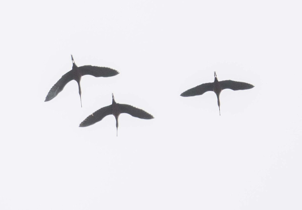 White-faced Ibis - ML615720376