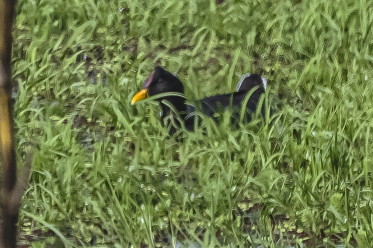 Red-fronted Coot - ML615720391