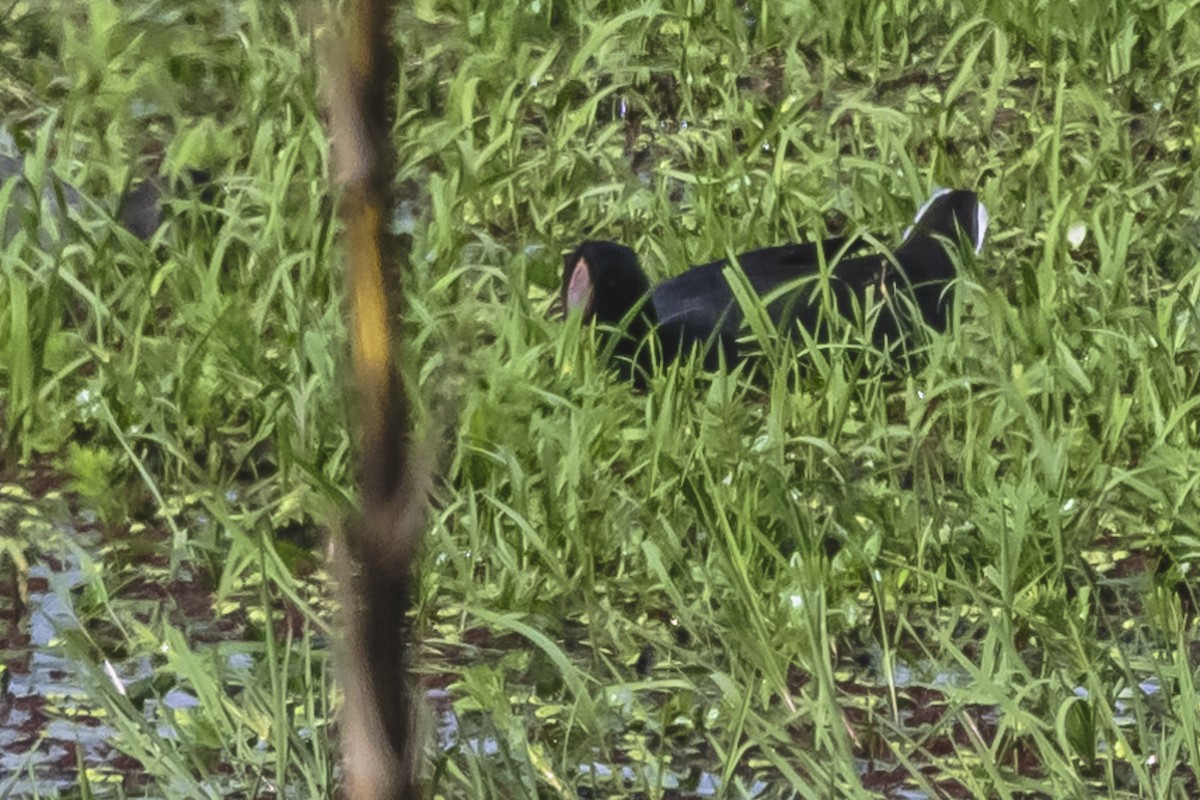 Foulque à front rouge - ML615720392